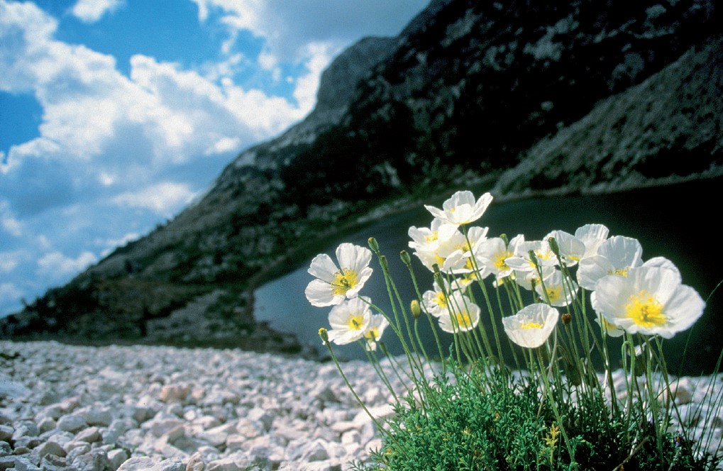 vprasaj_goro_julijski_mak_foto_joza_mihelic vprasaj_goro_julijski_mak_foto_joza_mihelic