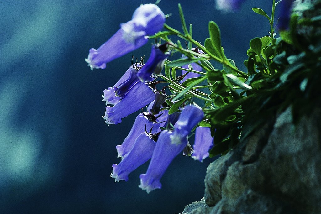zoisove_zvoncice_foto_joza_mihelic zoisove_zvoncice_foto_joza_mihelic