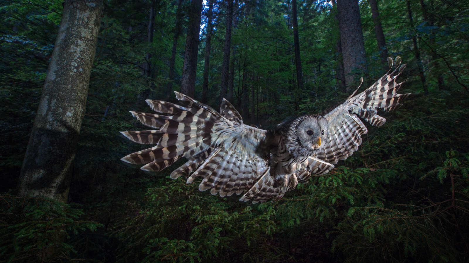 BOFF24_Bojevita_kraljica_noci_1600 BOFF24_Bojevita_kraljica_noci_1600