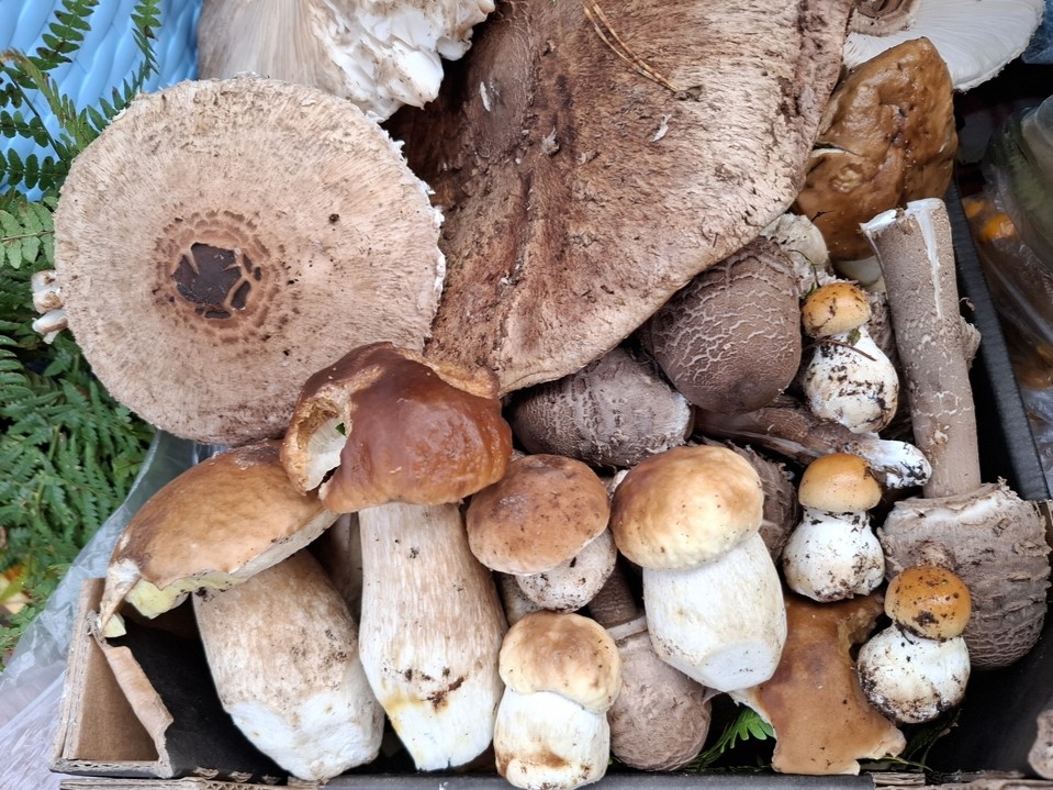 Razbor_2024_12 Razbor_2024_12