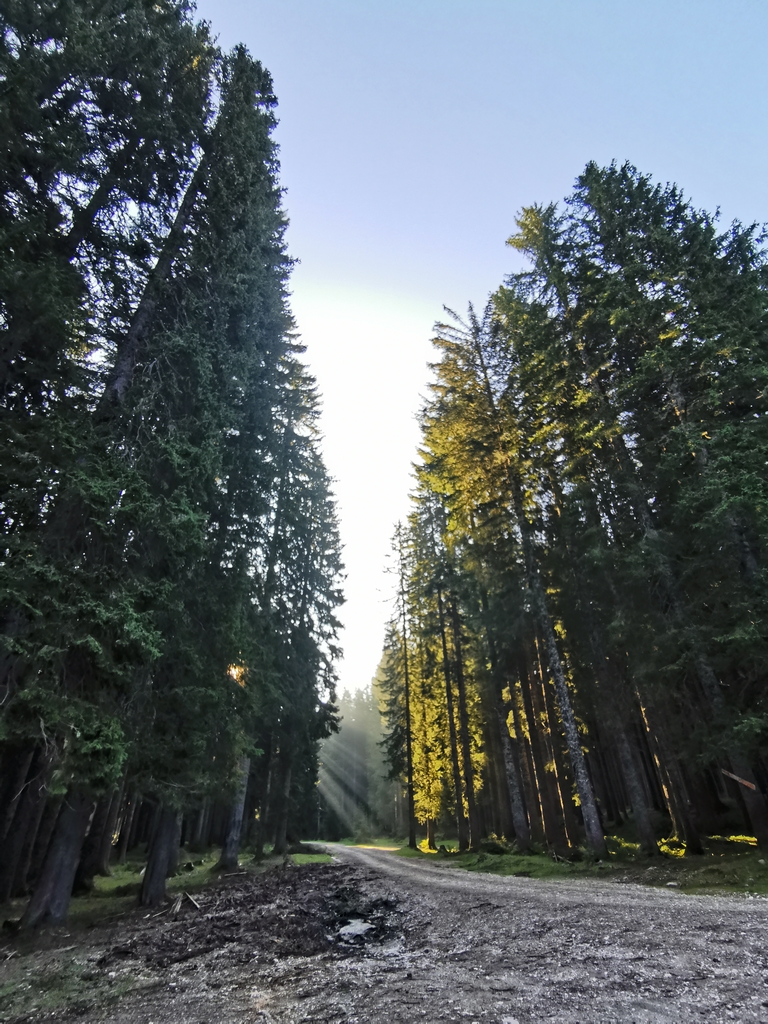 Pokljuka_Nefiks_Pin_OPP_PZS Pokljuka_Nefiks_Pin_OPP_PZS