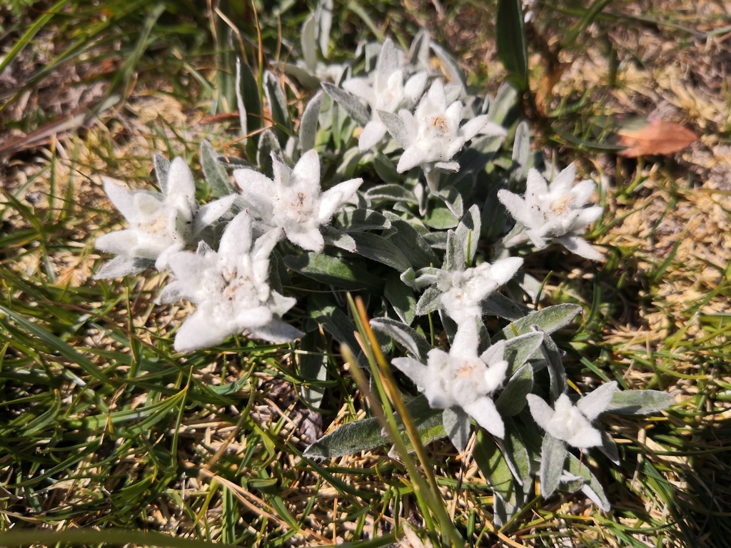 Rodica_slepi_in_slabovidni_Pin_OPP_PZS__3_