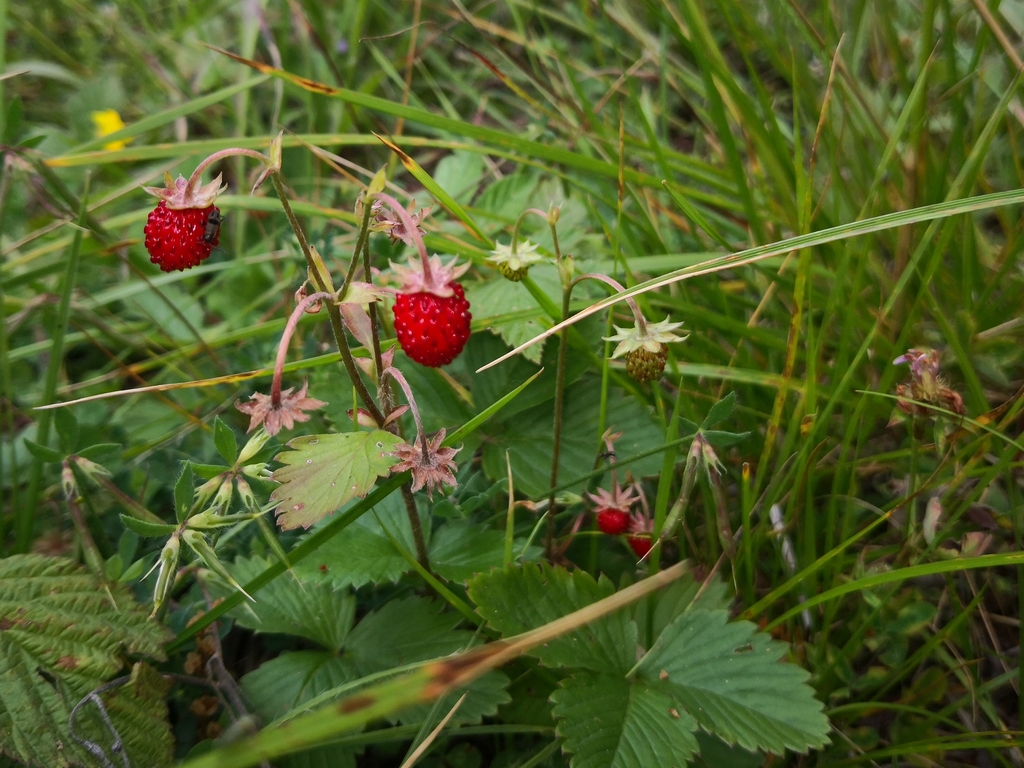 Urslja_gora__5_ Urslja_gora__5_