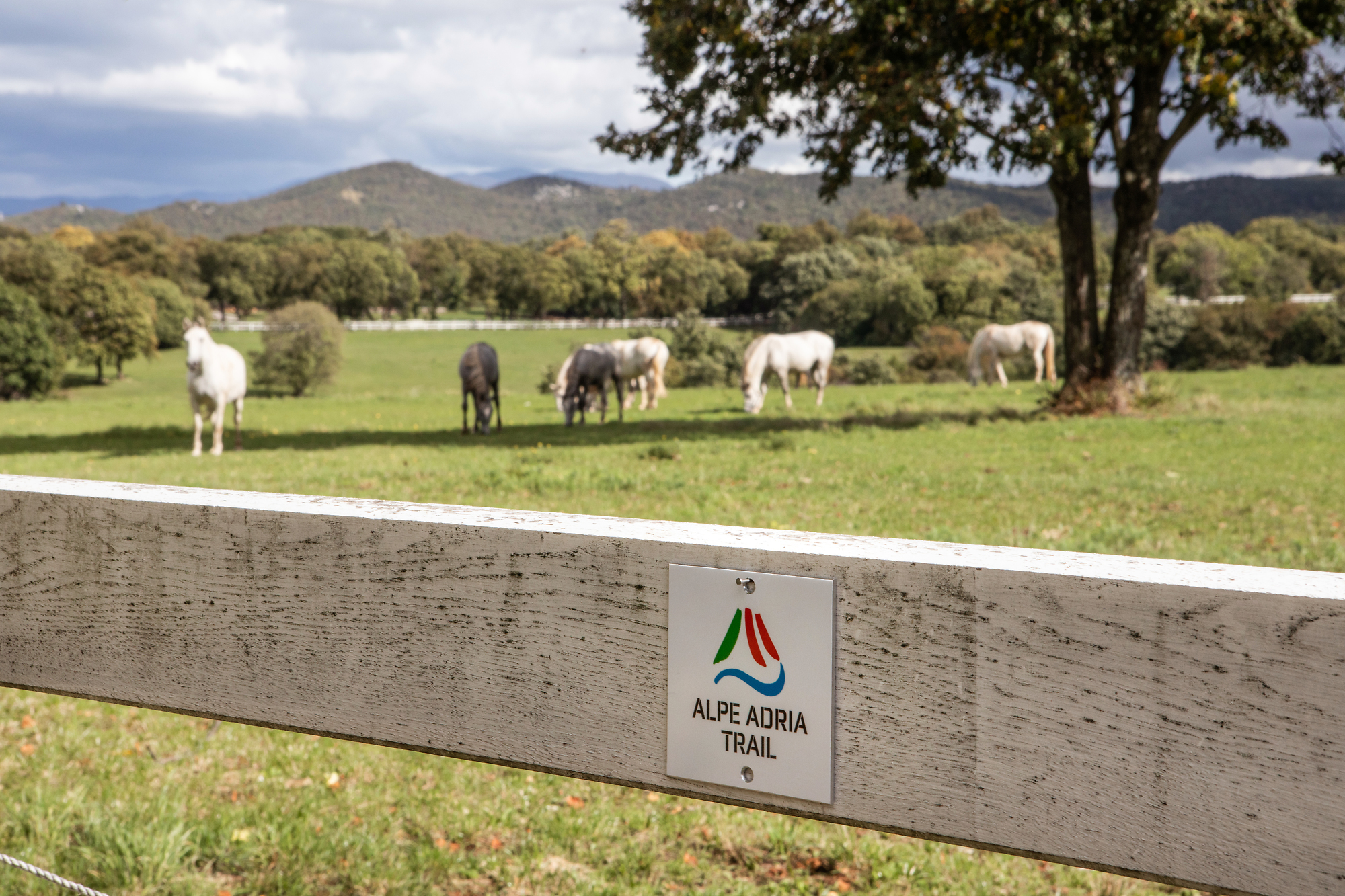 F014849_lipica_alpe_adria_trail_jost_gantar_7_photo_m__2_ F014849_lipica_alpe_adria_trail_jost_gantar_7_photo_m__2_