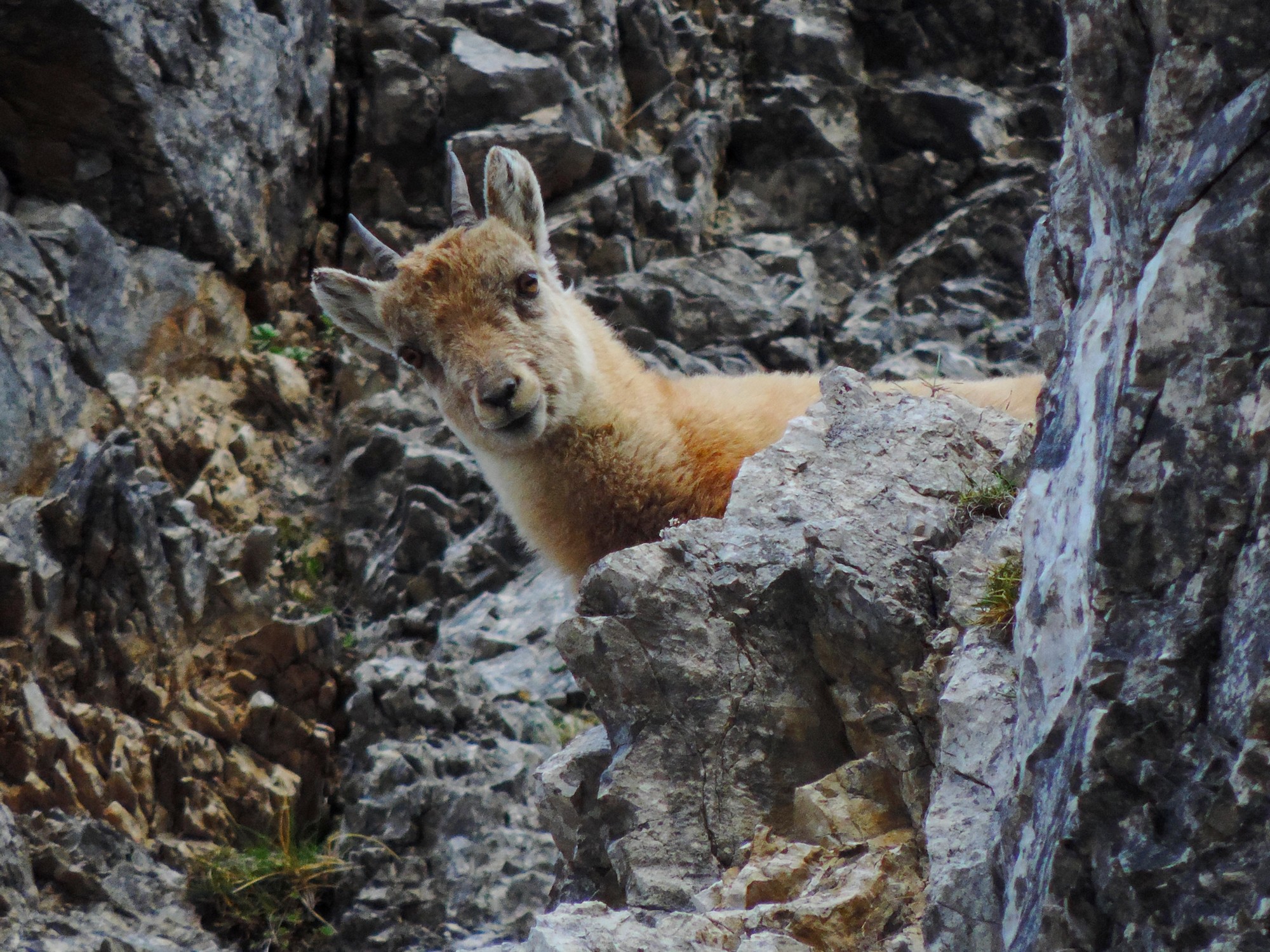 mladi_kozorog_foto_matej_ogorevc mladi_kozorog_foto_matej_ogorevc
