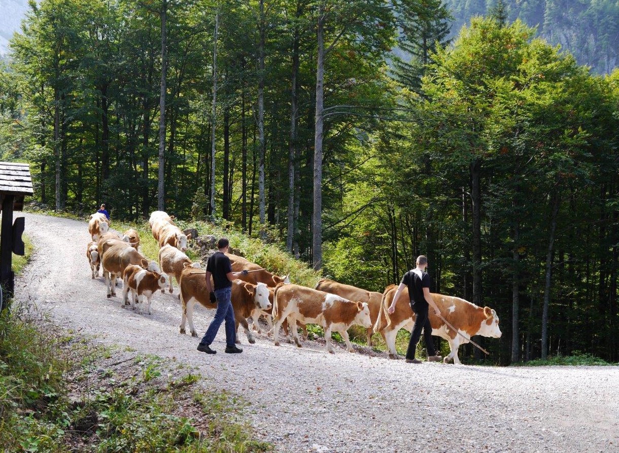 pzs_alpe_adria_karavanke_foto_arhiv_pzs__11_ pzs_alpe_adria_karavanke_foto_arhiv_pzs__11_