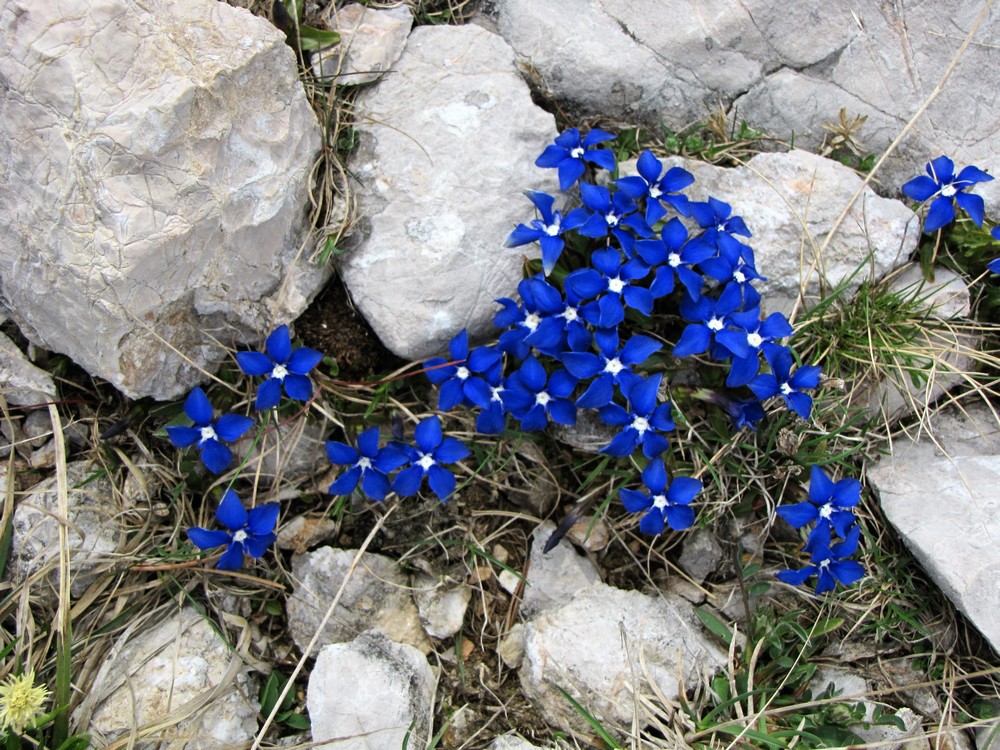 alpski_okras__1_ alpski_okras__1_