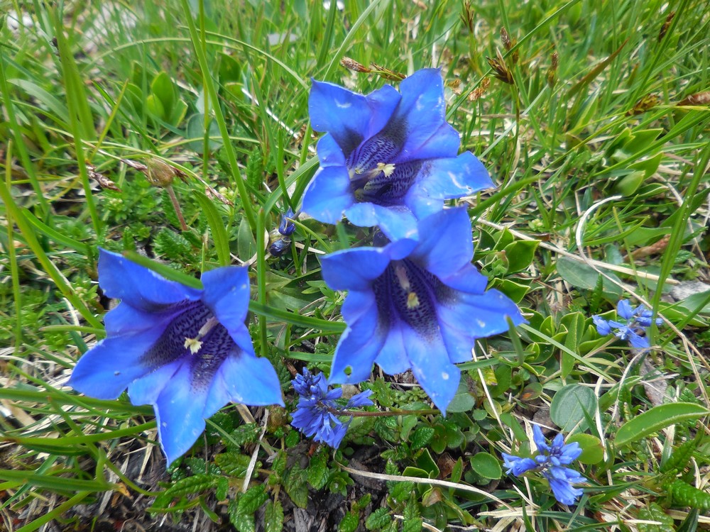 alpski_okras__2_ alpski_okras__2_