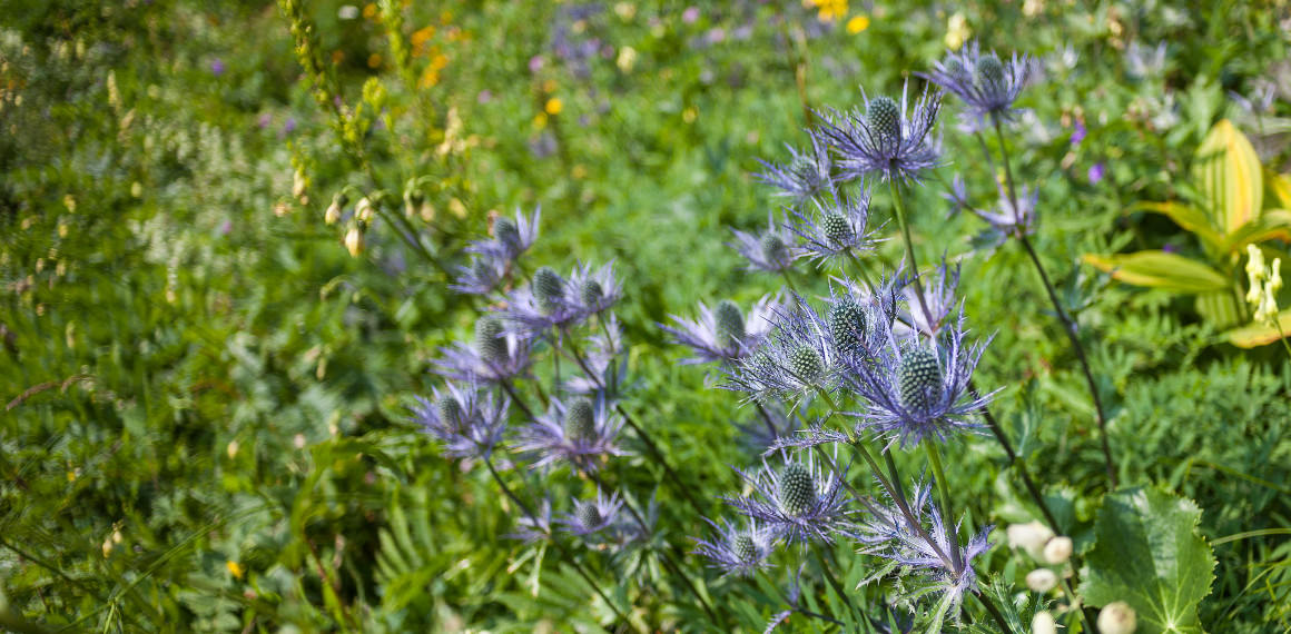 Alpska_mozina Alpska_mozina