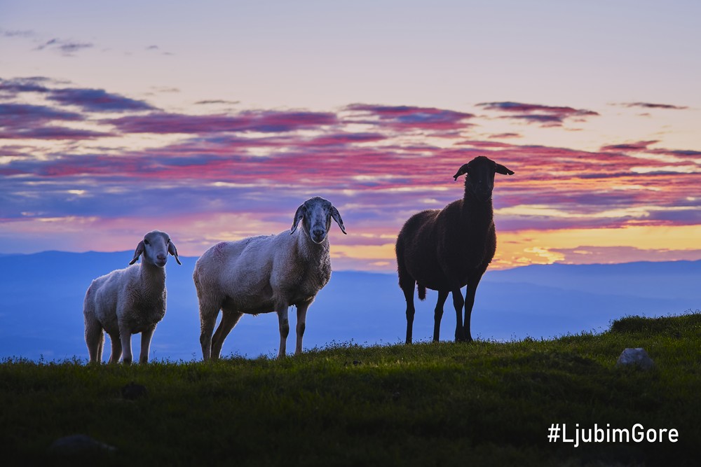 Mirko_Poto__nik_1 Mirko_Poto__nik_1